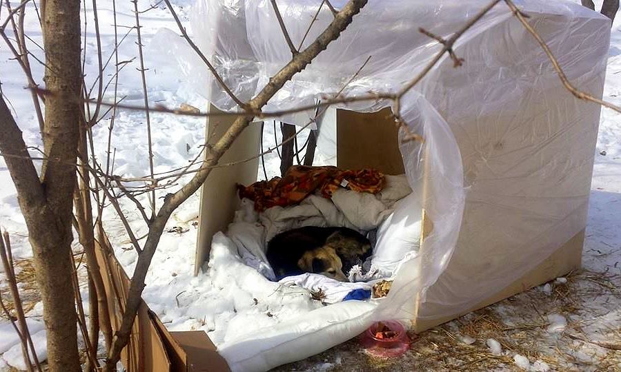 附近的居民會為牠搭建臨時庇護處。 取自Life with Dogs