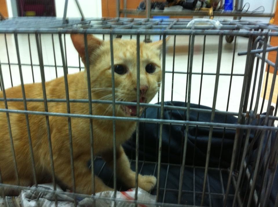 2012年底，被抓到準備帶去結紮的沒禮貌，非常不滿的抱怨中。 許小野/提供