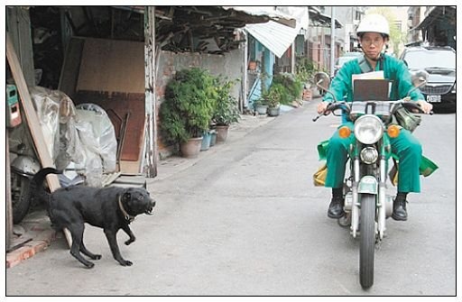 郵差送信常被狗追、咬，每年約有500例，其中8成為家犬。　取自網路