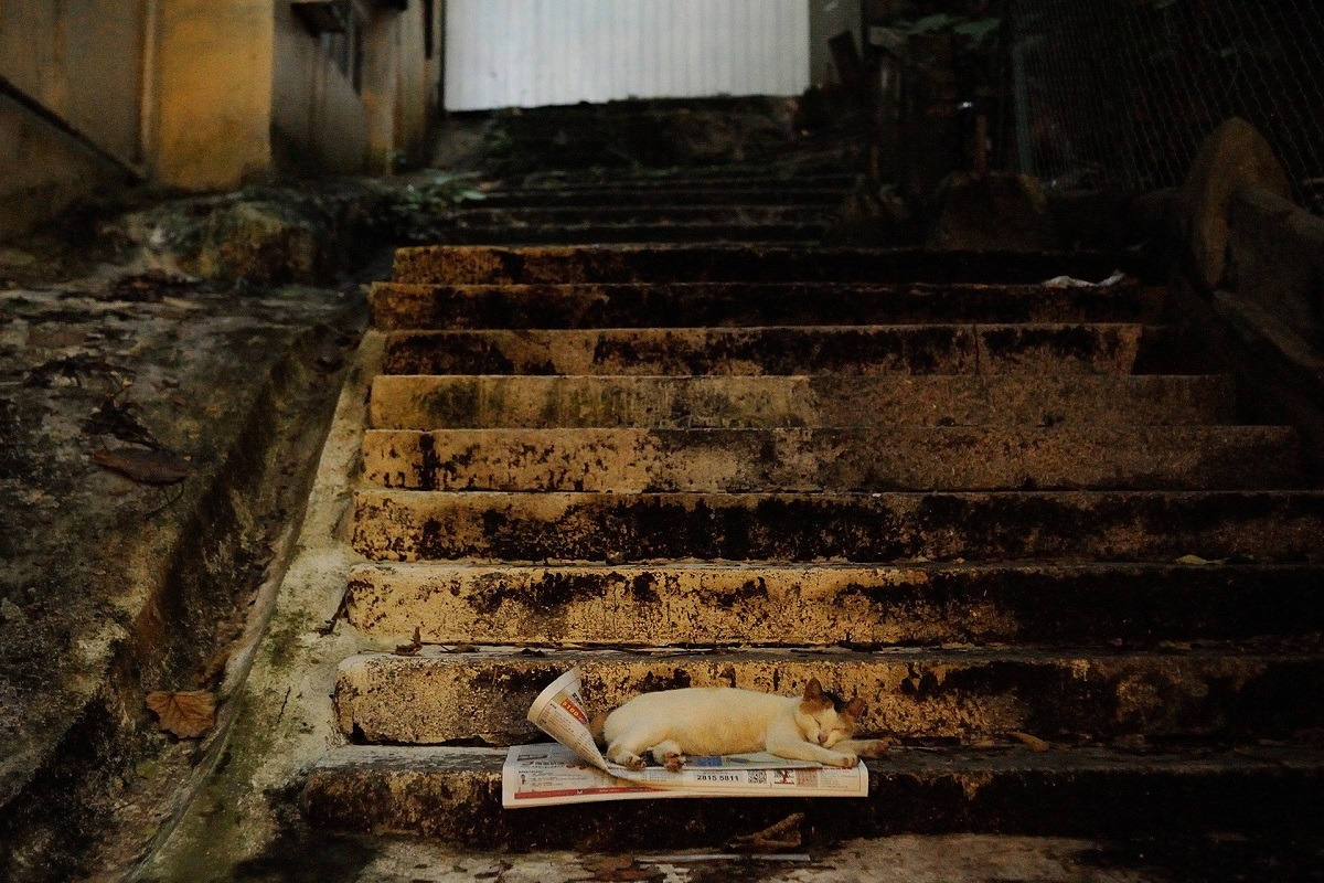 一隻貓安心地睡在樓梯前，莫名令葉漢華感到感動。　葉漢華/提供