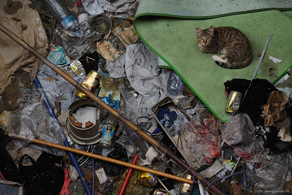 葉漢華說，環境衛生問題，大多都不是由街貓引起的。　葉漢華/提供