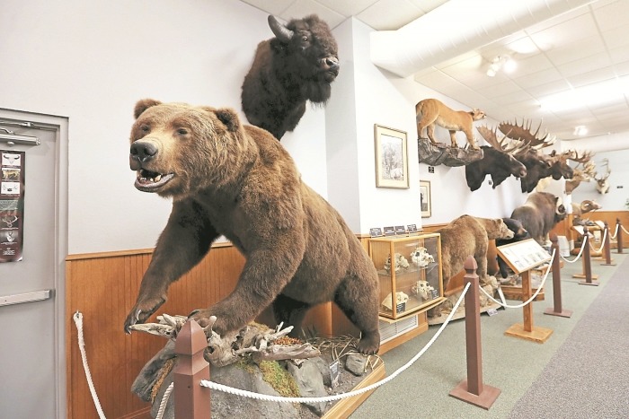 北美弓箭狩獵俱樂部「Pope & Young」位於美國明尼蘇達州的博物館，內有29種大型動物標本，殺死賽西爾的美國牙醫帕瑪為俱樂部會員。　取自東方網