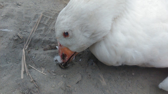 H5N2與H5N8不同於以往的禽流感病毒，對鵝的傳染力相當高，鵝隻發病症狀有扭頸、分腳划水、顫慄、眼部及嘴角出血、綠色下痢等。　取自雲林縣政府