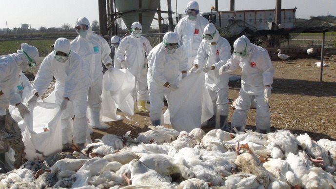 鵝場禽流感災情慘重，目前撲殺的40萬隻禽類中有31萬隻是鵝。　取自雲林縣政府