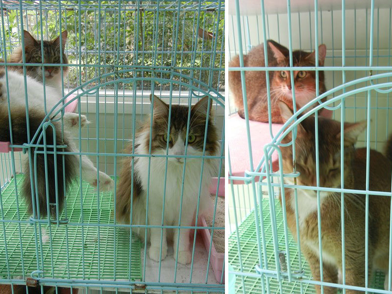 被惡意遺棄的4隻成貓。　新北市動保處/提供