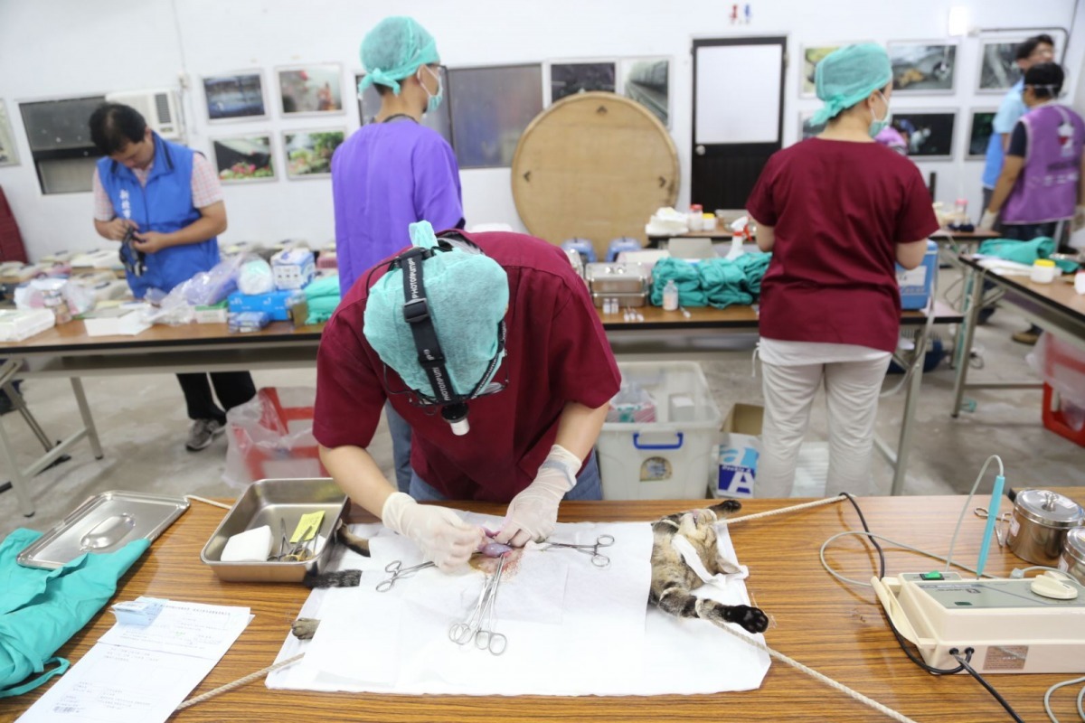 受限於人力、經費與動物數量,TNVR難以完全在手術室中進行,許多團體會利用大會議室執行,圖為新北市猴硐貓咪TNVR。 取自新北市動保處網站