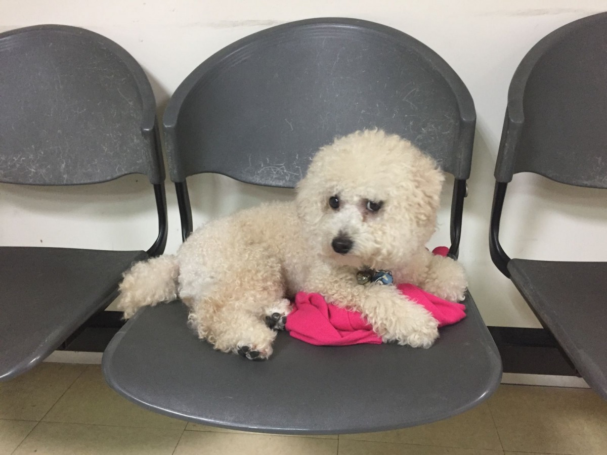 驚嚇過度的TAMPO,目前已被新北市動保處沒入並提供醫療照顧。 新北市動保處/提供