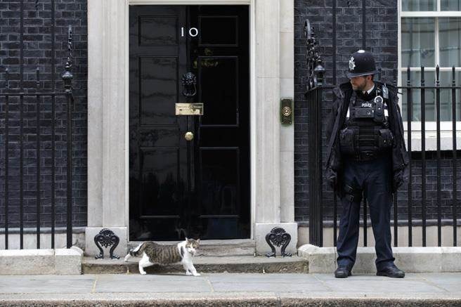 賴瑞(Larry)任職於唐寧街10號的英國首相官邸。 取自網路