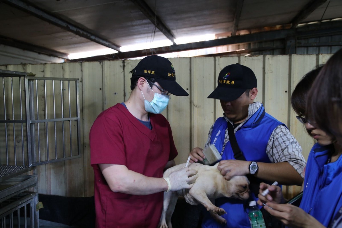 新北市動保處15日查獲2處非法繁殖場，負責人為同一位陳姓業者。　新北市動保處/提供