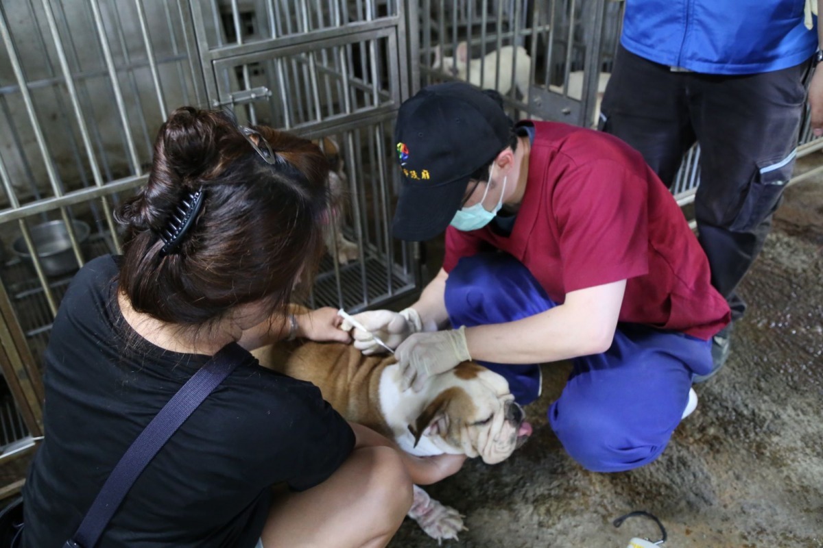 動保員現場幫所有犬隻施打晶片、造冊管理。　新北市動保處/提供