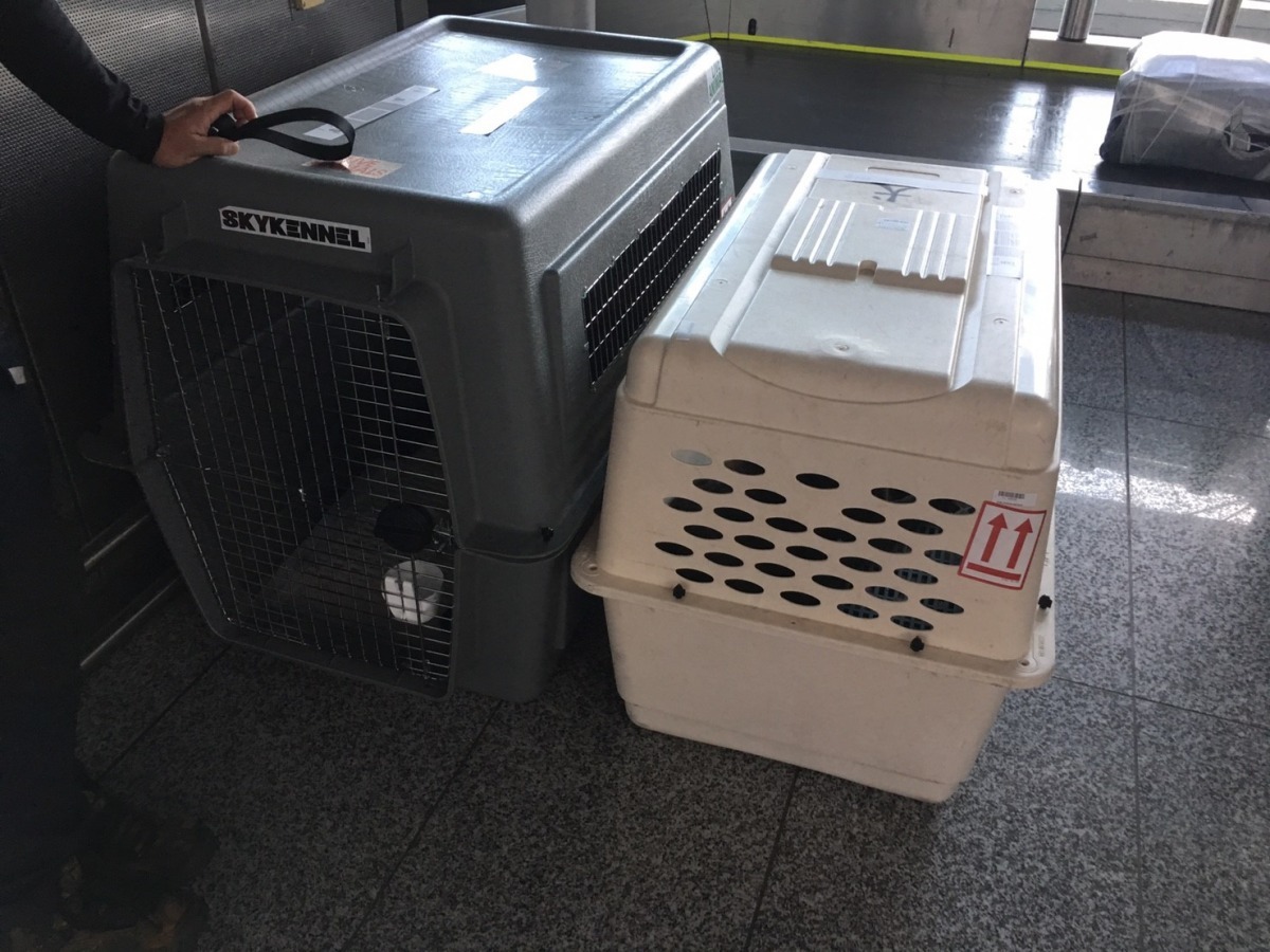 新購的運輸籠和原有運輸籠的對比　作者／提供