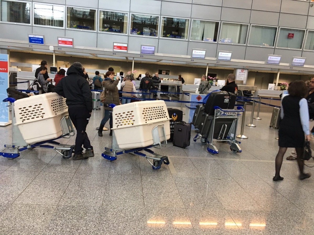 前往德國的運輸籠　　作者／提供