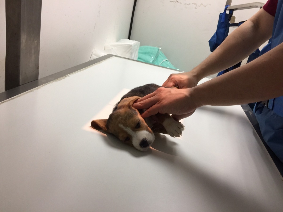 滷蛋被從5樓摔下時，才1個多月大，體重不到1.5公斤。　資料照(新北市動保處/提供)