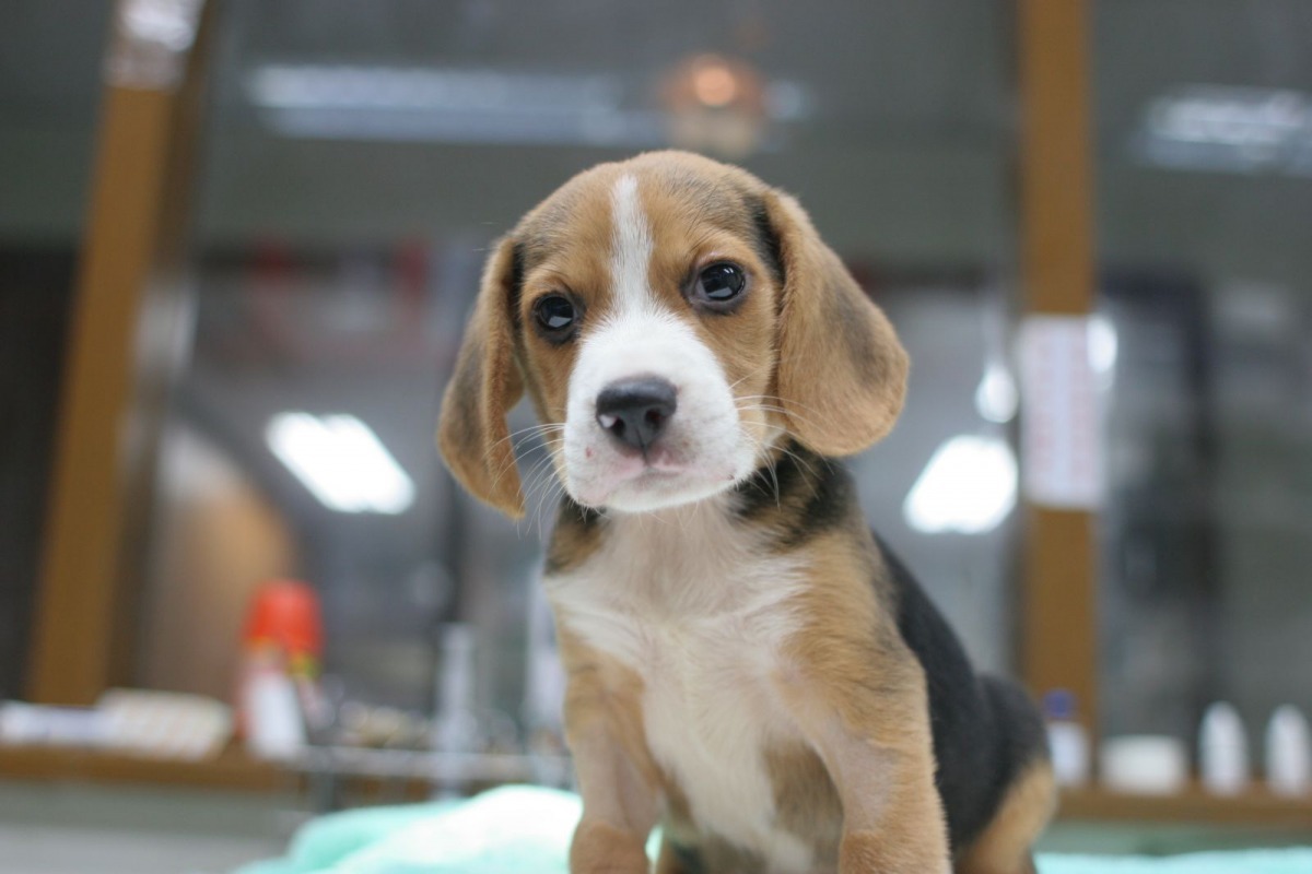 滷蛋幸運地獲救並恢復健康，另一隻2-3個月大的米格魯幼犬則當場死亡。　資料照(新北市動保處/提供)