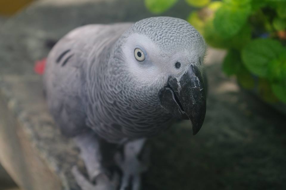 小乖受到六信高中全校師生愛戴。 取自台南市六信高級中學專頁