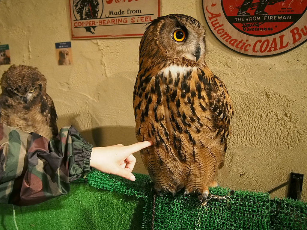 日本貓頭鷹咖啡館近幾年走紅，越開越多間。　flickr_sousui