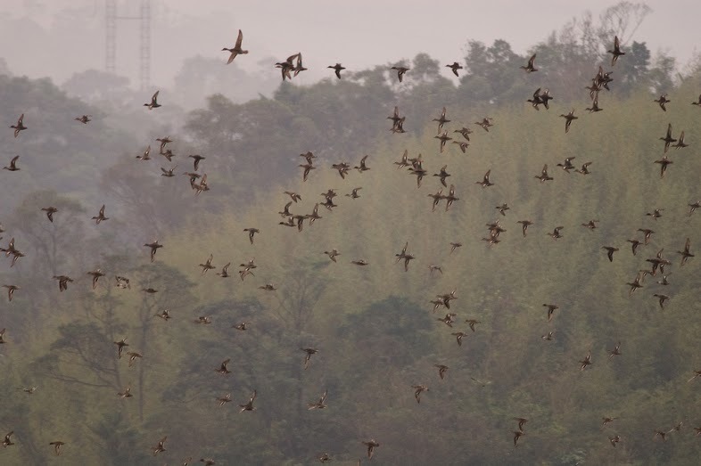 小水鴨群飛,近年來全亞洲的小水鴨數量持續下降。 臺灣新年數鳥嘉年華/提供,洪貫捷/攝
