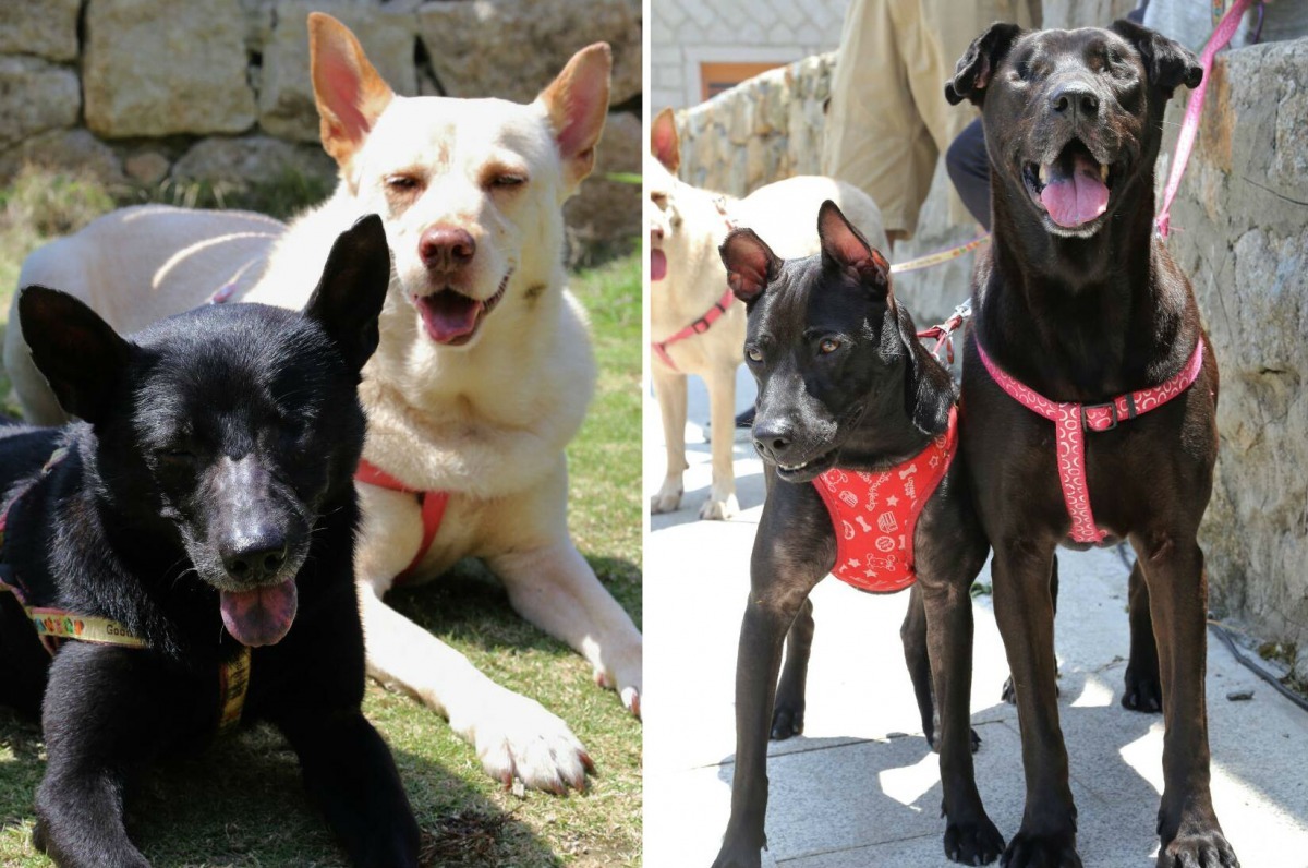 （由左至右）小黑、緹緹、黑茶、Darla，葉芳倩時常帶著牠們趴趴走。　葉芳倩/提供