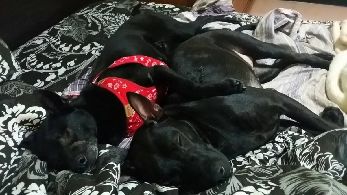 小黑（左）和黑茶（右）是好朋友。　葉芳倩/提供