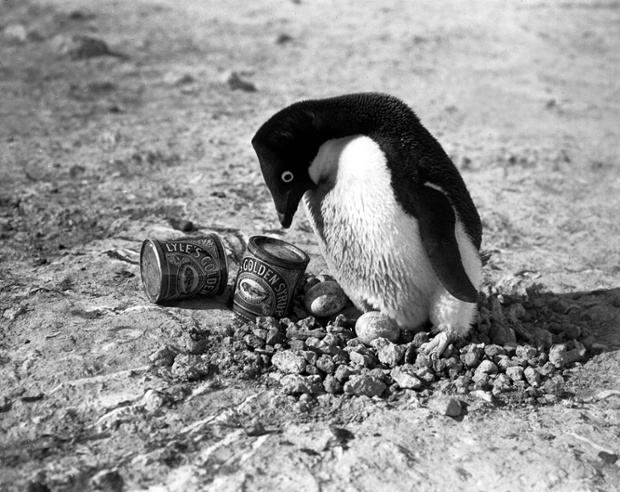 大部分鳥類都無法感受到甜味（企鵝是一種不會飛行的鳥類），圖為阿德利企鵝。 取自The Guardian