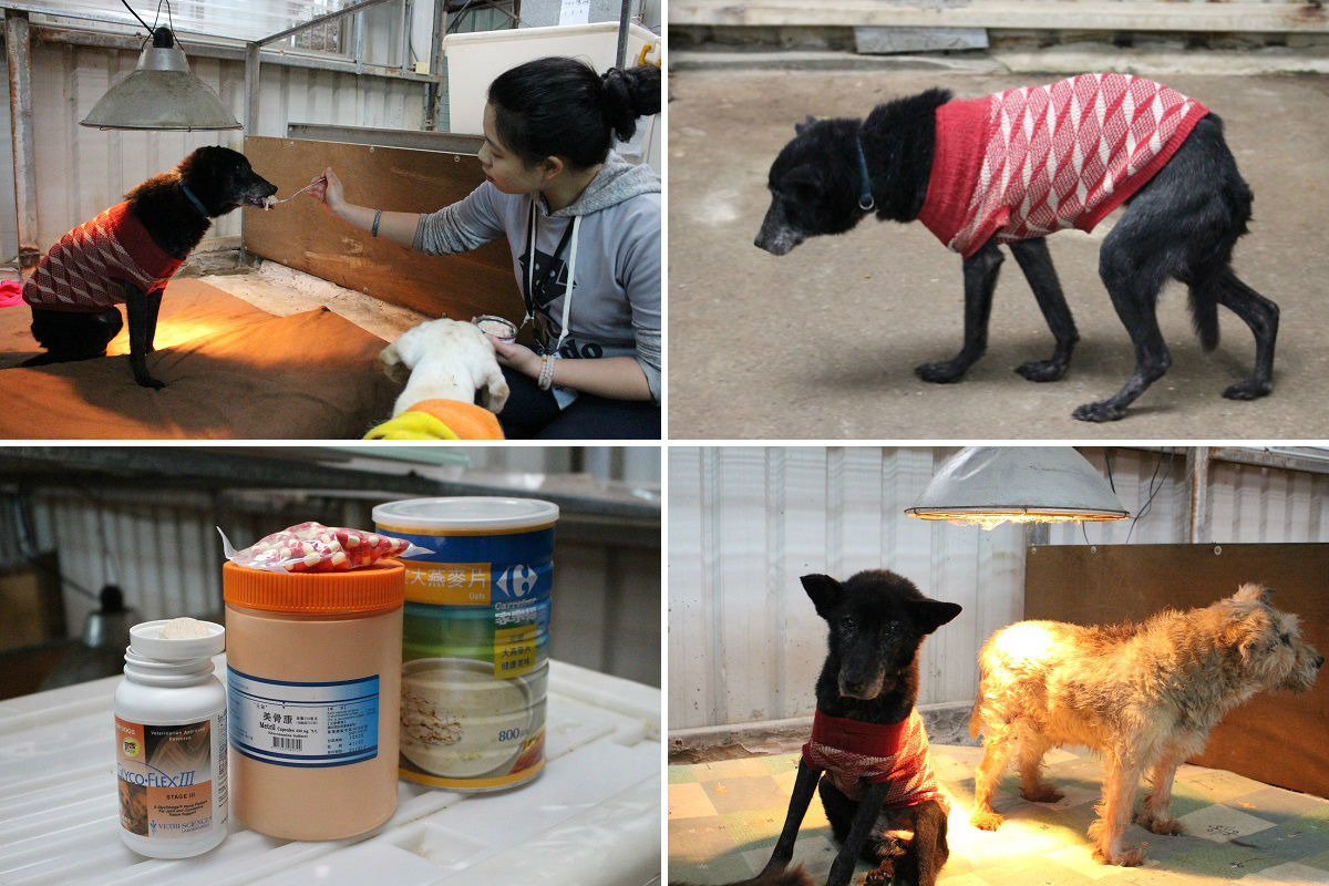 老黑走起路來不太穩，但是食慾非常好，每天都能正常進食。　李娉婷/攝