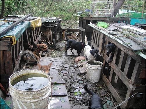 無數在偏遠郊區的狗場,狗就只是「一口氣」活著,毫無生存的品質可言。作者提供。