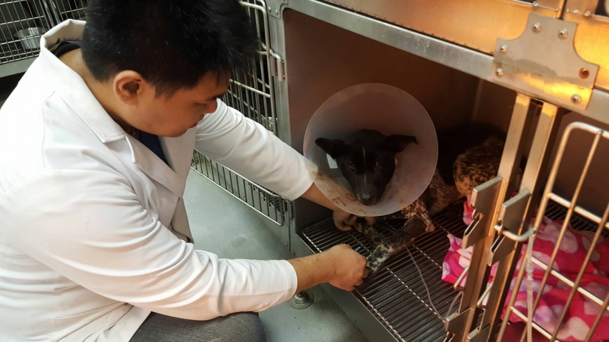 犬隻下顎骨有開放性骨折,暫時無法進食,但精神狀況良好。 基隆市動物保護防疫所/提供