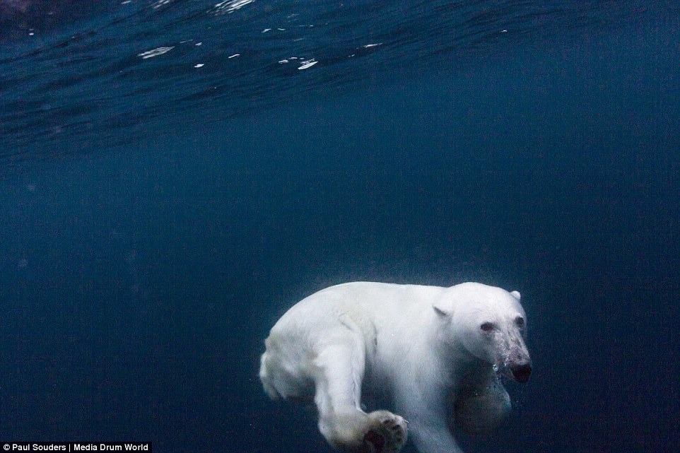 生活在陸地上的北極熊，游泳時間逐年增加。　取自Dailymail