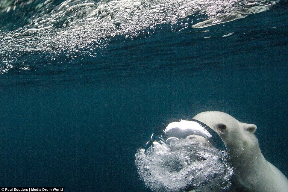  北極熊正在適應長泳和長時間潛水。　取自Dailymail