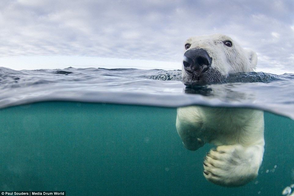 北極熊厚厚的脂肪、可以閉合的鼻孔讓牠們善於游泳。　取自Dailymail