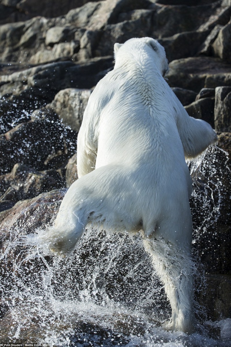 科學家們不斷警告，在全球暖化的趨勢下，北極熊將逐漸走向滅絕。　取自Dailymail