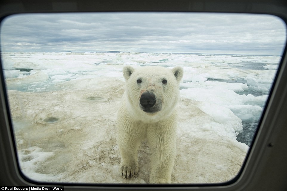 北極熊好奇地透過船窗向內望。　取自Dailymail