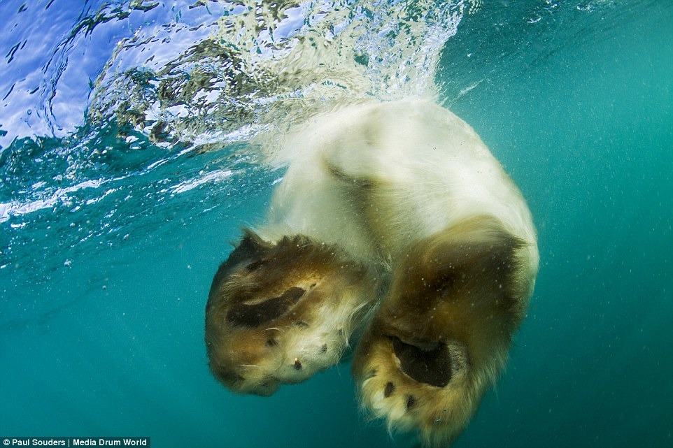全球暖化造成極地冰層變薄、破碎，使北極熊難以捕到海豹。　取自Dailymail
