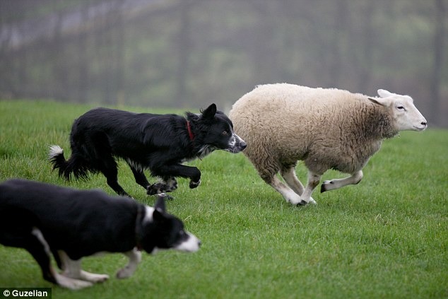 從小和狗一起長大的基斯,認為自己也是隻狗。  取自Dailymail