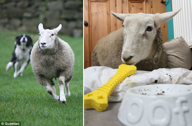 羊隻群聚在一起是本能,不過基斯不認為自己是隻羊。 取自Dailymail