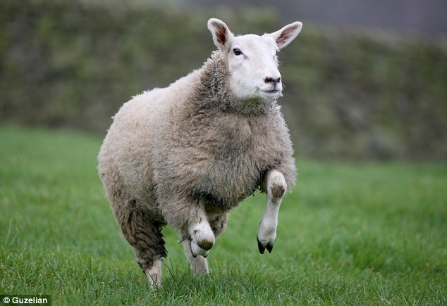 基斯和狗一樣活動,也喜歡散步。 取自Dailymail