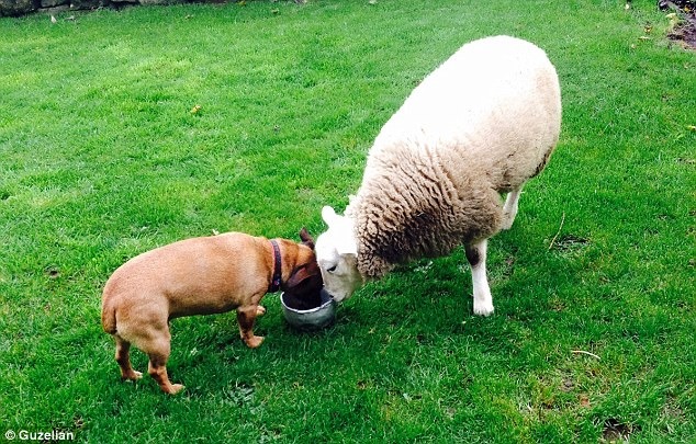 狗狗們也不吝和牠分享食物。 取自Dailymail