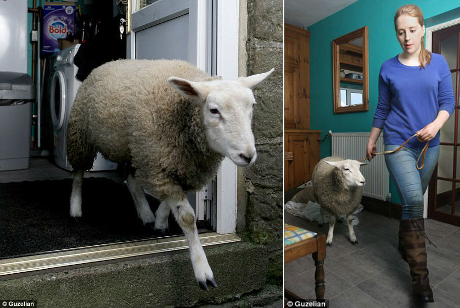 已經搬到穀倉住的基斯還是更喜歡待在家中,時常跑回去。 取自Dailymail