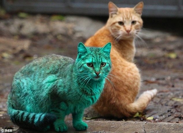 在一般的貓咪旁邊，這隻綠貓看起來像是外星生物。　取自Dailymail