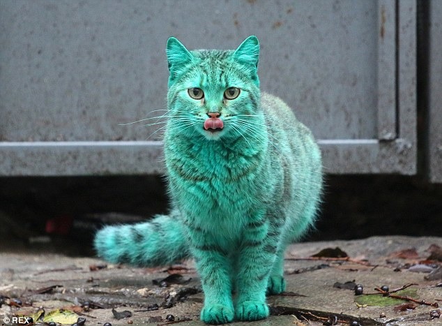 什麼？世界上居然有綠色的貓咪？　取自Dailymail