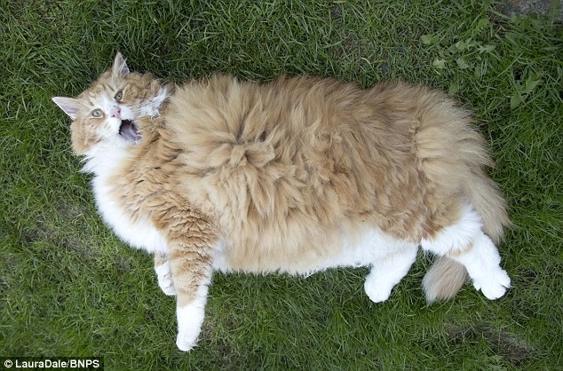 烏瑞克最喜歡做的事就是躺著不動。　取自Dailymail