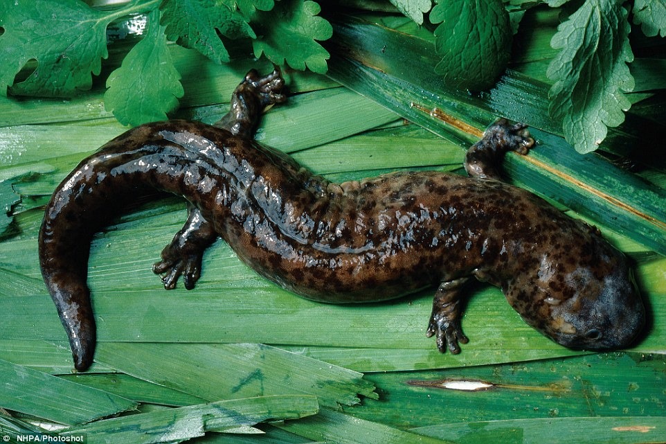 中國大鲵俗名娃娃魚，牠們的肉被認為具有神奇的療效，是亞洲人喜愛的美食，許多人試圖養殖牠們，中國大鲵在1988年被列為中國國家二級重點保護野生動物，是中國的國寶之一。　取自Dailymail