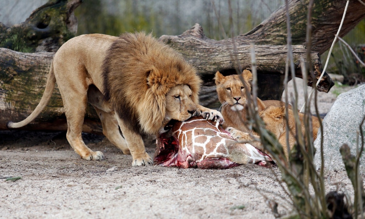 哥本哈根動物園去年也曾公開解剖長頸鹿，解剖完成後，長頸鹿成為園區獅子的餐點。　取自英國衛報