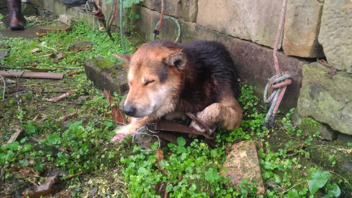 被獸鋏夾傷的狗兒跑到民宅前求救。 基隆市動物保護防疫所/提供