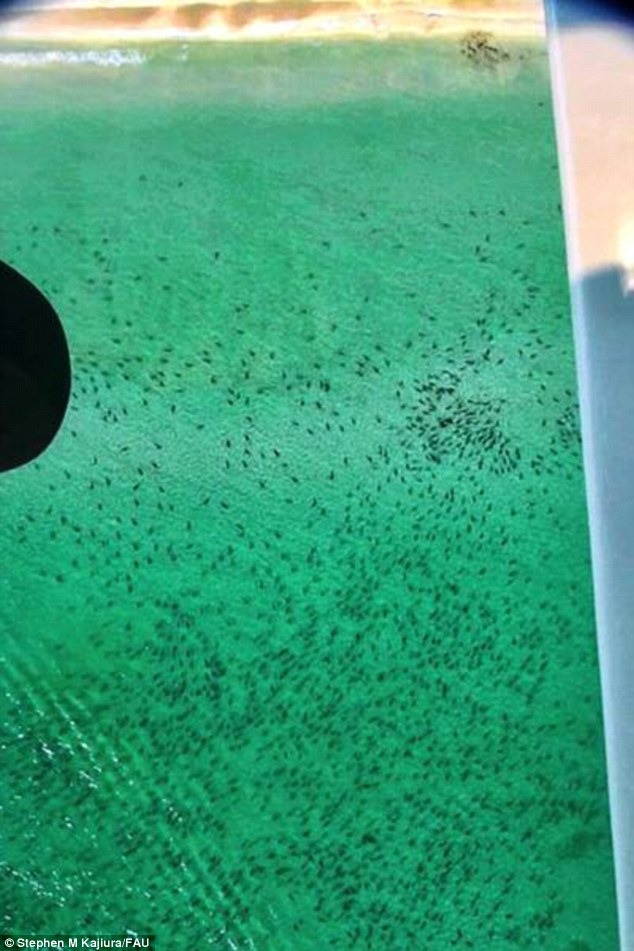 南遷途中經佛羅里達州海域的鯊魚。　取自Dailymail