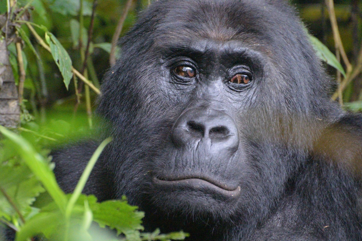東部低地大猩猩（Grauer's gorillas）如今只剩下3800隻。圖片來源：Wildlife Conservation Society
