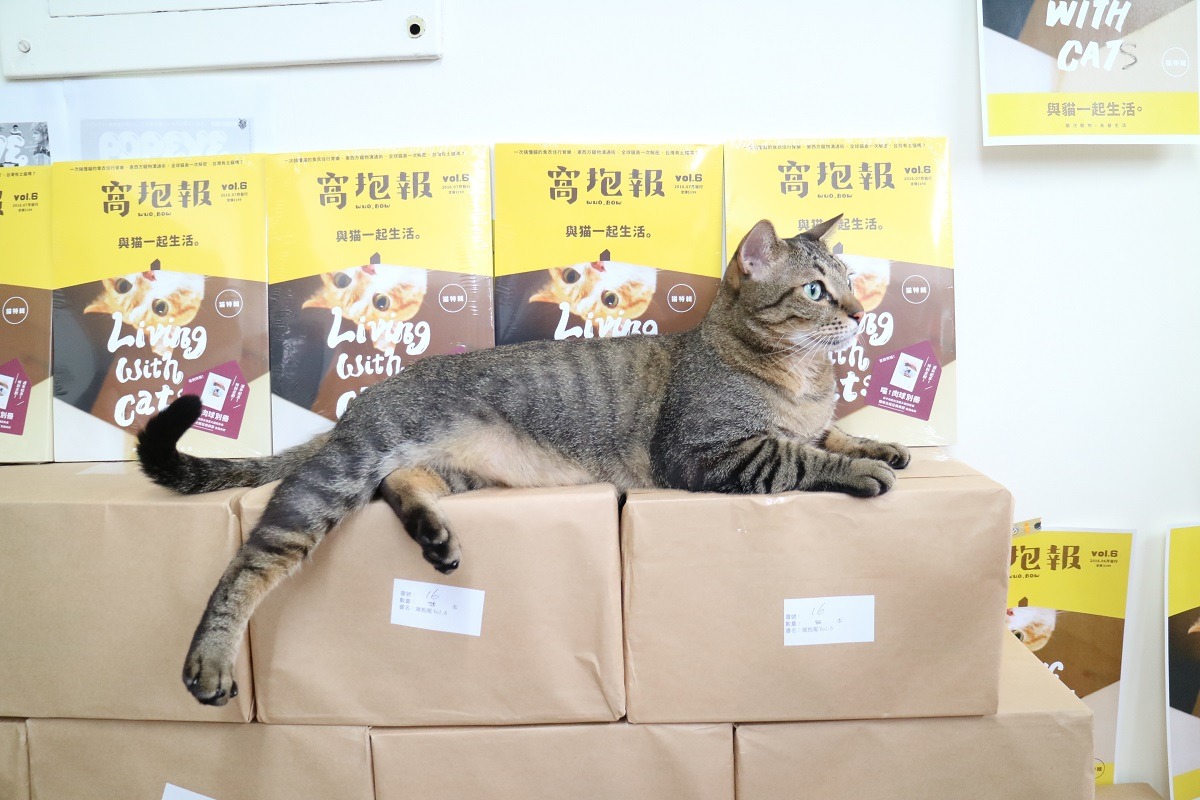 窩抱報vol.6《與貓一起生活》印刷一萬本，全數售完也只能打平印刷費。　窩窩/提供
