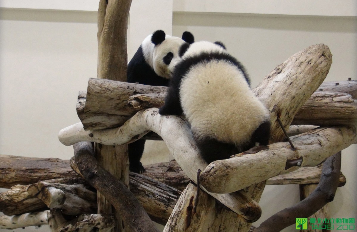 要誘惑大熊貓運動，果然還是要靠食物的魅力呀！　photo / 台北市立動物園