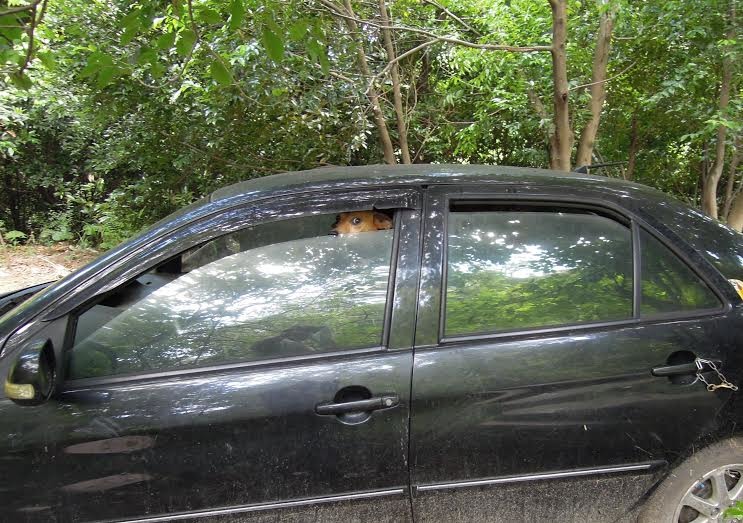 據檢舉人表示，這位退休教師有不只一台車，她時常在車子內養狗，並且都將車停在人煙稀少地區。 基隆市動物保護防疫所/提供