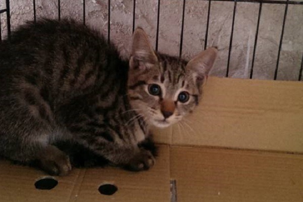 曾小姐去年誘捕到溝溝時，溝溝還是隻健康的小貓。　曾小姐/提供